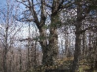 nte Cagliato-20110220 035